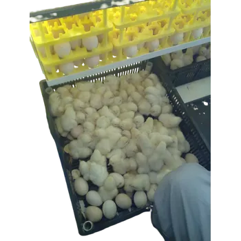 أطباق وسلات بيض و مكائن علف
